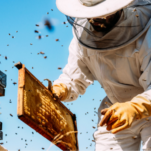 Γιατί Βιολογική Μελισσοκομία;
